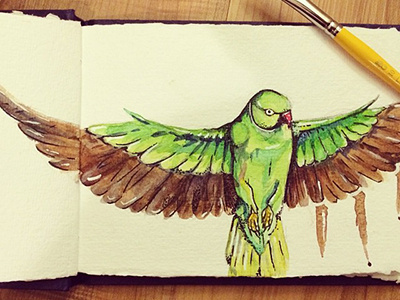 Parakeet Sketch