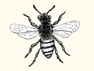 Bee drawing honey illustration sketch