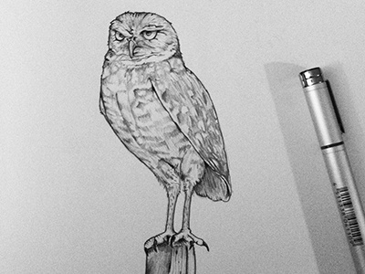 Owl doodle drawing owl sketch