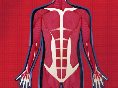 Muscular system