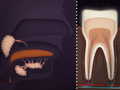 How mouth-stuff works