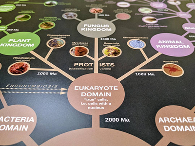 Evolution & Classification of Life poster