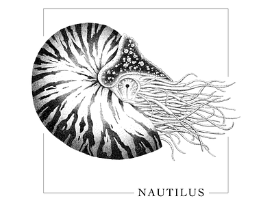 Nautilus animal black white black and white dot dots drawing illustration nautilus sea seashell