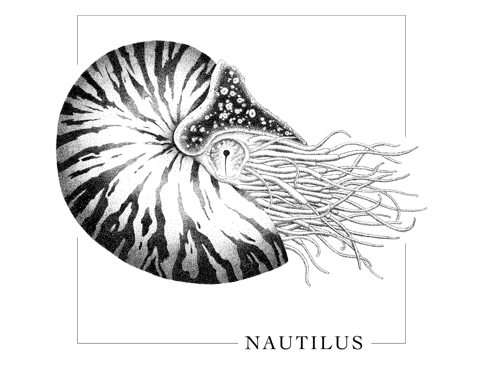 Nautilus Shell Original Fine Art One Off Marine Life - Etsy Canada