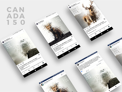 Can 150 Mockup animal canada design graphic design social