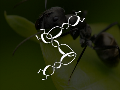 ant infinity logo concept designs characterdesign characters design graphic design logo vector