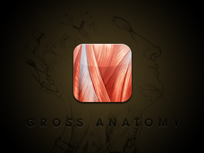 Anatomy icon anatomy app icon