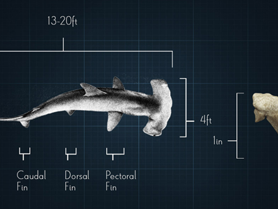 Hammerhead Shark Diagram diagram educational science web design