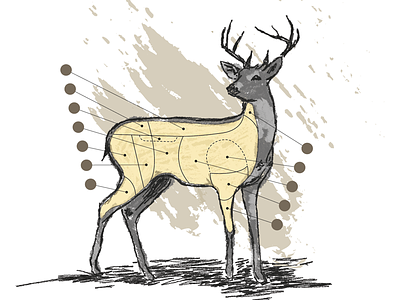 Deer deer illustration