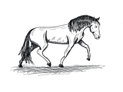 Horse Sketch digital illustration equine handdraw horse i̇llustration procreate