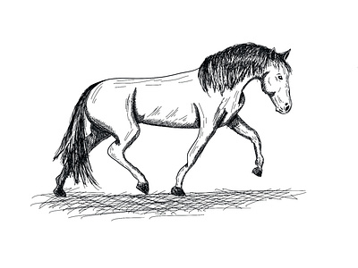 Horse Sketch