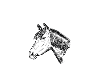 Horse Sketch design digital digital illustration drawing illustration procreate