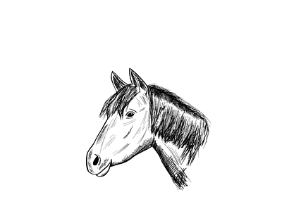 Horse Sketch