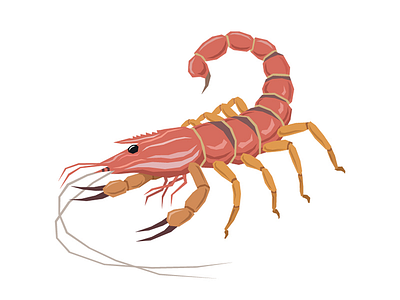 Scorpion Shrimp art bug design food graphic illustration insect orange scorpion shrimp taste water