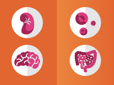 Health Icons blood cells brain chopo flat icons intestin kidney orange pink