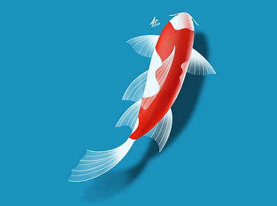 Koi Fish art digital art digitalart draw drawing fish illustration illustrator procreate sketchbook vector سمكة زينة