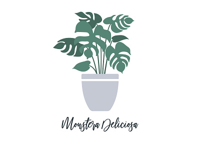 Monstera Deliciosa Illustration