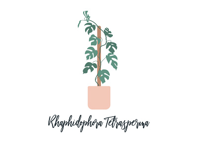 Rhaphidophora Tetrasperma Illustration daily ui house plant house plants houseplant houseplants illustrated plant illustration mini monstera modern monstera monstera illustration plant plant illustration planter plants rhaphidophora tetrasperma ui