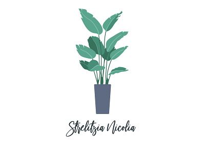 Strelitzia Nicolia Illustration daily ui dailyui house plant house plants houseplant houseplants illustrated plant illustration paradise plant plant plant app plant illustration planter planting plants plants illustration simple illustration strelitzia nicolia