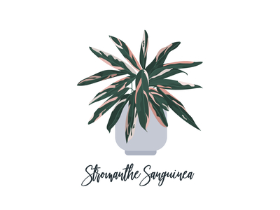 Stromanthe Sanguinea Plant Illustration botanic botanical design house plant houseplant illustration indoor plant modern plant plant illustration prayer plant stromanthe triostar