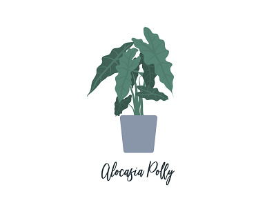 Alocasia Polly Plant alocasia alocasia polly botanical botanical illustration botany design house plant houseplant illustration plant plant app plant illustration