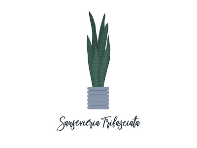 Sansevieria Trifasciata daily ui house plant houseplant illustration indoor plant modern plant plant app plant poster plant print plant ui plants snake snake plant