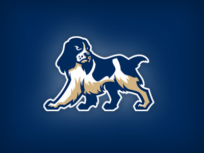 Springer Spaniel 2 dog sports springer spaniel studio simon