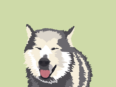 Mizu The Husky Malamute