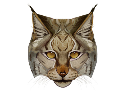 Lynx lynx shelter2