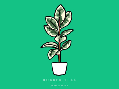 Variegated Rubber Tree design illustration ipadpro procreate
