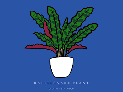 Rattlesnake Plant design digital art digital illustration drawing illustration ipadpro plant procreate