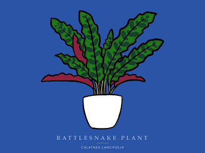 Rattlesnake Plant