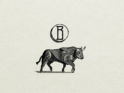 B is for Bull