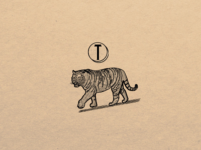 T is for Tiger engraving etching ink lines scratchboard sketch tiger