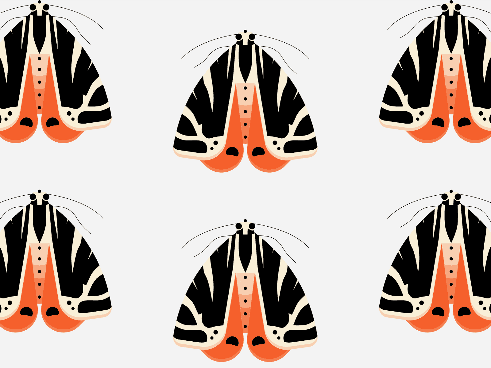 Illustration for Euplagia quadripunctaria figma illustration pen tool vector