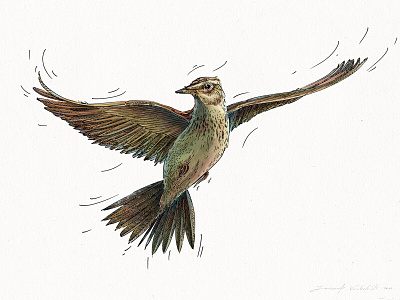 The light flight of ark art bird character design design digital digital illustration drawing graphic hand drawing illustration nature wacom intuos