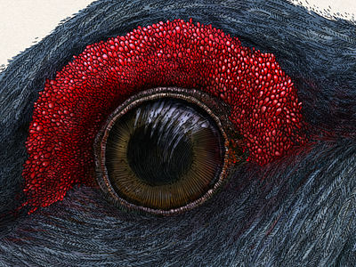 Tetrao urogallus (an eye) behance contest details drawing hand drawing illustraciencia illustration nature study texture