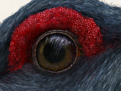 Tetrao urogallus (an eye)