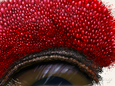 Tetrao urogallus (an eye) behance contest details digital drawing graphic illustraciencia illustration nature picture study