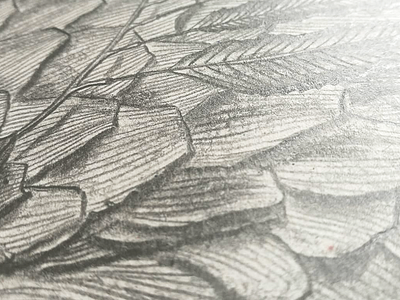 Wooden dragons_2 (a detail) black white illustration drawing fine art graphite graphite drawing graphite illustration hand drawing illustration traditional drawing technique