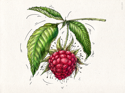 Raspberries (VEGGO project) adobe photoshop berries color digital digital 2d digital illustration drawing food illustration hand drawing illustration nature wacom