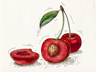 Cherries (VEGGO project) .psd adobe photoshop cherries digital digital illustration drawing food illustration hand drawing illustration ink nature wacom