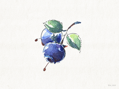 Blueberry blue hand drawing illustration nature watercolor