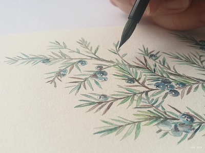 When we do not rush — we start to see Juniper color drawing graphic hand drawing handmade illustration juniper nature nature illustration water color