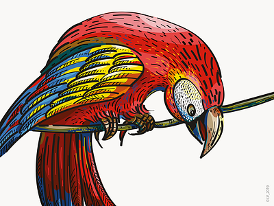 Illustration for Veggo brand. Scarlet macaw adobe illustrator adobe photoshop character design design digital digital illustration drawing graphic illustration nature