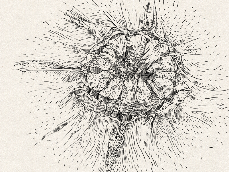 A graphic study of melon flora bio biology science scientific illustration drawn study graphic nature hand drawing drawing illustration