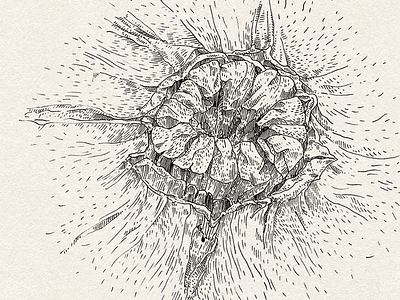 A graphic study of melon bio biology drawing drawn flora graphic hand drawing illustration nature science scientific illustration study