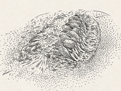 A graphic study of melon bio biology drawing fine arts graphic hand drawing illustration ink nature scietific