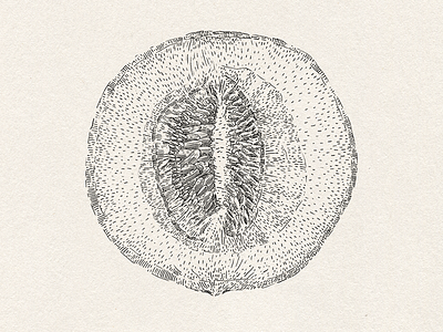 A graphic study of melon art drawing fine arts graphic hand drawing illustration ink drawing marker nature