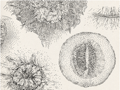 A graphic study of melon drawing fine arts graphic hand drawing illustration image ink ink drawing line linear drawing nature picture